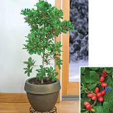 I have read they need acidic soil. Miracle Fruit Synsepalum Dulcificum