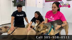 On the street of southwest 137th avenue and street number is 15816. Miami S Pet Grooming Pet Grooming Mobile Pet Grooming Dog Grooming