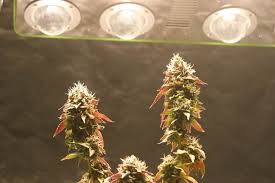 Building cob led grow light. Ursa Optilux Wide Band Led Grow Light