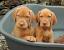 Long Haired Wirehaired Vizsla