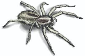 Wolf Spider Infestation How To Get Rid Of Wolf Spiders