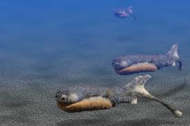 Image result for Vepris sansibarensis