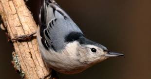 Black And White Birds In Pa White Breasted Nuthatch January 2011 Nuthatch Common Birds Bird Life List