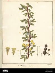 Image result for Acacia nilotica