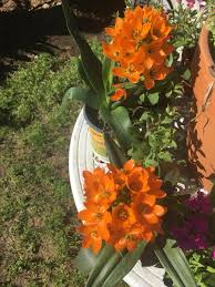 Image result for Ornithogalum pulchrum