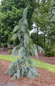 Image result for Cyamopsis serrata