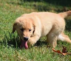 You will find golden retriever dogs for adoption and lancaster puppies advertises puppies for sale in pa, as well as ohio, indiana, new york and other. Golden Retriever Puppies For Sale Sandusky Oh 241592