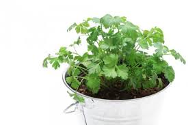 パセリの花言葉や種類 品種 葉や花の特徴は Horti ホルティ By Greensnap