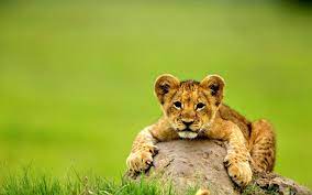 Baby Lion Get Imges Baby Animals Pictures Lion Pictures Animal Pictures