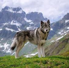 Gaanin Streckwolf Wolf Pictures Wolf Poses Wild Dogs