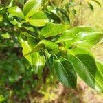 Image result for Coptosperma