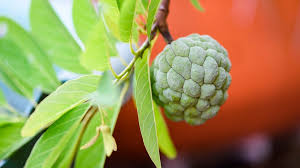 Cherimoya (annona cherimola) is a subtropical fruit, found primarily in the mountain valleys and plateaus of ecuador and peru, where it benefits from a hint . Cherimoya Wie Schmeckt Eine Cherimoya Bayern 1 Radio Br De