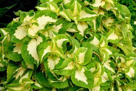 Image result for Coleus