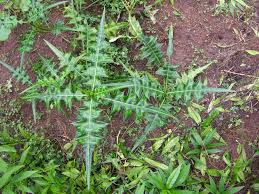 Image result for Acanthus montanus