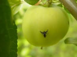 Whenever you discover maggots, you need to take the spray and apply. Apple Maggots Umn Extension