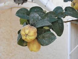 Image result for Cydonia