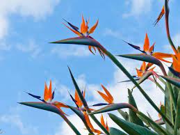 Bird Of Paradise Flower Meanings And Symbolism World Of Flowering Plants Birds Of Paradise Flower Birds Of Paradise Plant Birds Of Paradise