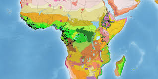 Image result for Englerodendron mengei