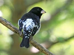 Bird That Sounds Like A Squeaky Toy At Night Pin On Birds Nesting Feeding Mothering With Prey
