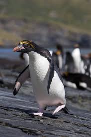 Did You Know That Macaroni Penguins Live In The Sub Antarctic And In Antarctic Peninsula They Live Up To 20 Years Grow U Macaroni Penguin Penguins Bird Facts