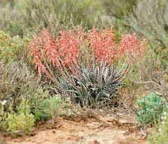 Image result for Aloe wollastonii