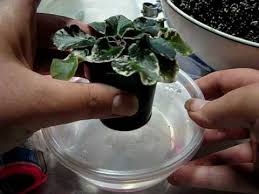 African violet self watering pots files. Wick Watering African Violets Youtube