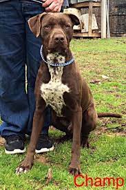 Both of these dogs can be friendly but personalities differ, so you never know. German Shorthaired Pointer Mix With Pitbull Petfinder