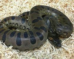 Green Anaconda Green Anaconda Anaconda Snake Giant Anaconda