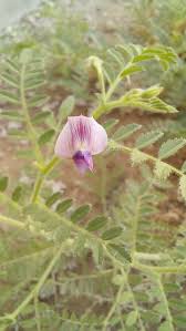 Image result for Cicer arietinum