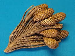 Image result for Raphia farinifera