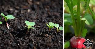 Spelled and spelt two ways to spell the past tense of the verb spell. but do you know when to use which? How To Grow Radishes Raphanus Sativus Gardening Channel