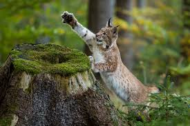 Přidat do porovnání vozidlo přidáno do porovnání přidat konfiguraci vozidla do porovnání konfigurace vozidla přidána do porovnání. Arbeitsgruppe Luchs In Baden Wurttemberg Waldwissen Net
