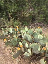 As more seasoned growers respond to the post, they point out that the. Prickly Pear Cactus Nopales Opuntia Engelmannii Native To The New World This Plant Provides A Variety Of Resource Plants Prickly Pear Cactus Prickly Pear