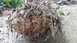 Tanaman umbi umbian | umbi merupakan komoditas yang cukup populer di indonesia karena perawatannya yang mudah sehingga cukup menghasilkan jika di tanam. Porang Kaya Manfaat Masih Asing Di Indonesia Laris Di Jepang Mongabay Co Id Mongabay Co Id