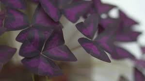 There are many varieties and colors of caladiums for the garden bed. House Plant False Purple Shamrock Stock Footage Video 100 Royalty Free 27874300 Shutterstock