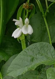 Image result for Canavalia gladiata