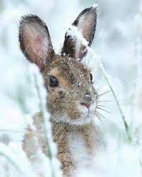 Deze kaarten zijn ook weer schitterend, schattige dieren. Sneeuw Konijn Schattige Dieren Dieren Dieren Foto S