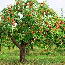 how to plant grow prune and harvest apples