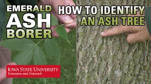 How To Identify An Ash Tree