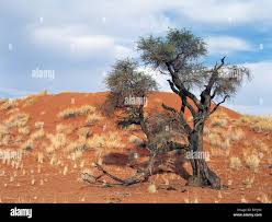 Image result for Acacia erioloba