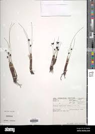 Image result for Pycreus macranthus