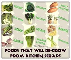 Thanks for tuning into our channel! 16 Foods That Will Re Grow From Kitchen Scraps Agribusiness Pakistan