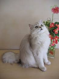 The 26 Most Beautiful And Prolific Cat Breeds In The World Long Haired Cats Cat Breeds Cats