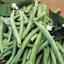 Check spelling or type a new query. Blue Lake 274 Bush Beans Bean Seeds From Gurney S