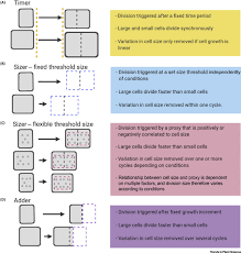 We did not find results for: Double Or Nothing Cell Division And Cell Size Control Trends In Plant Science
