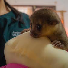 Ven y disfruta de las mejores alitas de imbabura , la mejor atención el mejor lugar no te puedes perder de las mejores promociones. A Esta Cria De Cusumbo Fundacion Zoologica Del Ecuador Facebook