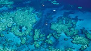 Cool Ways Scientists Are Trying To Protect Coral While we definitely don't want to count any coral reef out, these top 5 are definitely the ones you do not want to miss. cool ways scientists are trying to protect coral