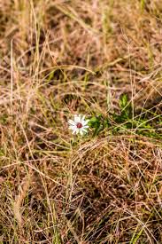 Image result for Callilepis laureola