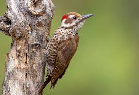 Southeast Arizona Specialty Birds Tucson Audubon Society