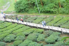Ladang teh boh ini terletak berhampiran dengan kea farm dan tidak sukar untuk mencari ladang teh boh sg palas kerana terdapat papan tanda untuk membantu anda sampai ke sana. Melawat Ladang Teh Boh Sungei Palas Cameron Highland Xplorasi Destinasi
